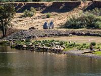 Nahe Pocinho trinkt eine Schafherde am Fluß